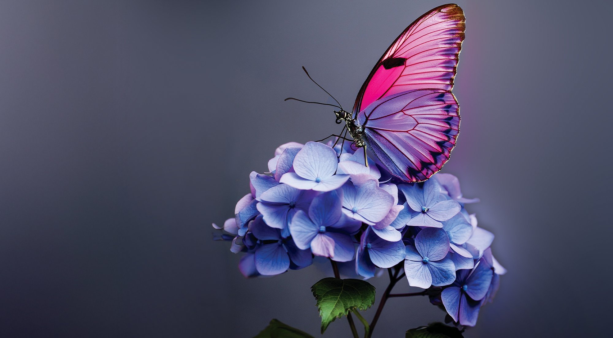 Banner_Desktop