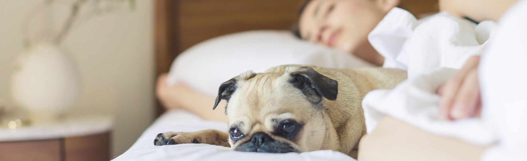 pug